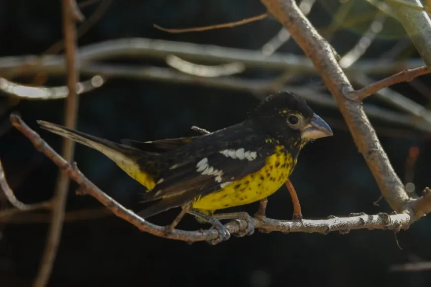 aves-silvestres-recuperadas_ cba.gov.ar -