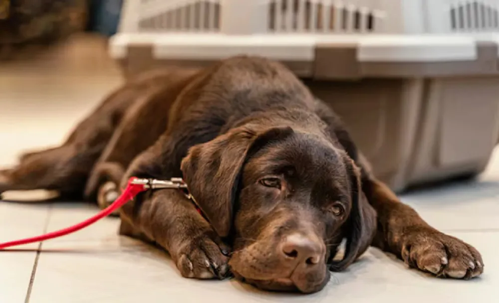 Perros mascotas malestar