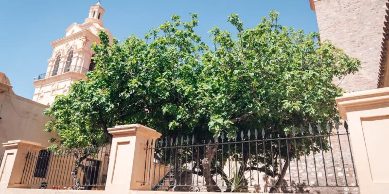 árboles