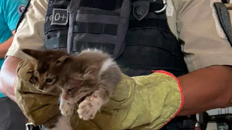 gatos rescatados