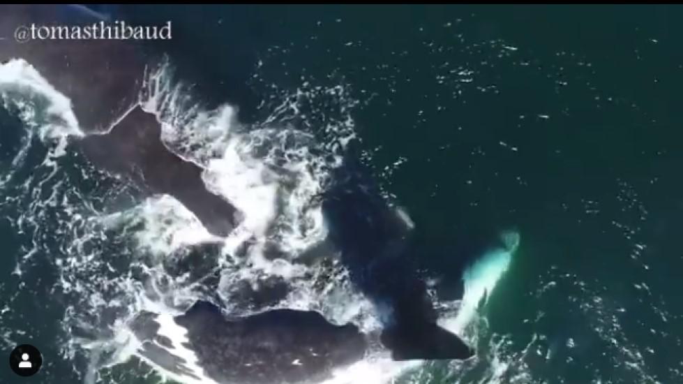 ballenas