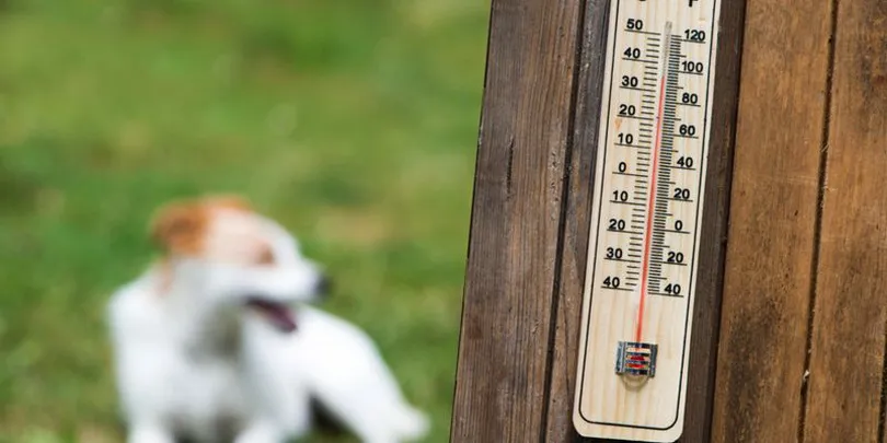 ANIMALES_OLA_DE_CALOR_ prensa Municipalidad