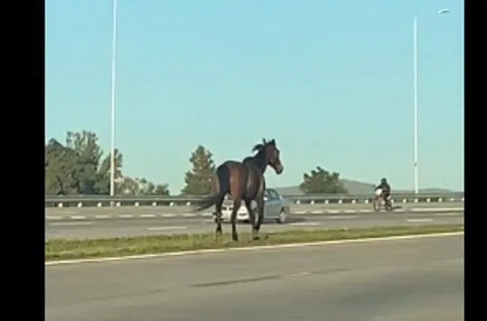 caballo-suelto-circunvalacion_ captura de video