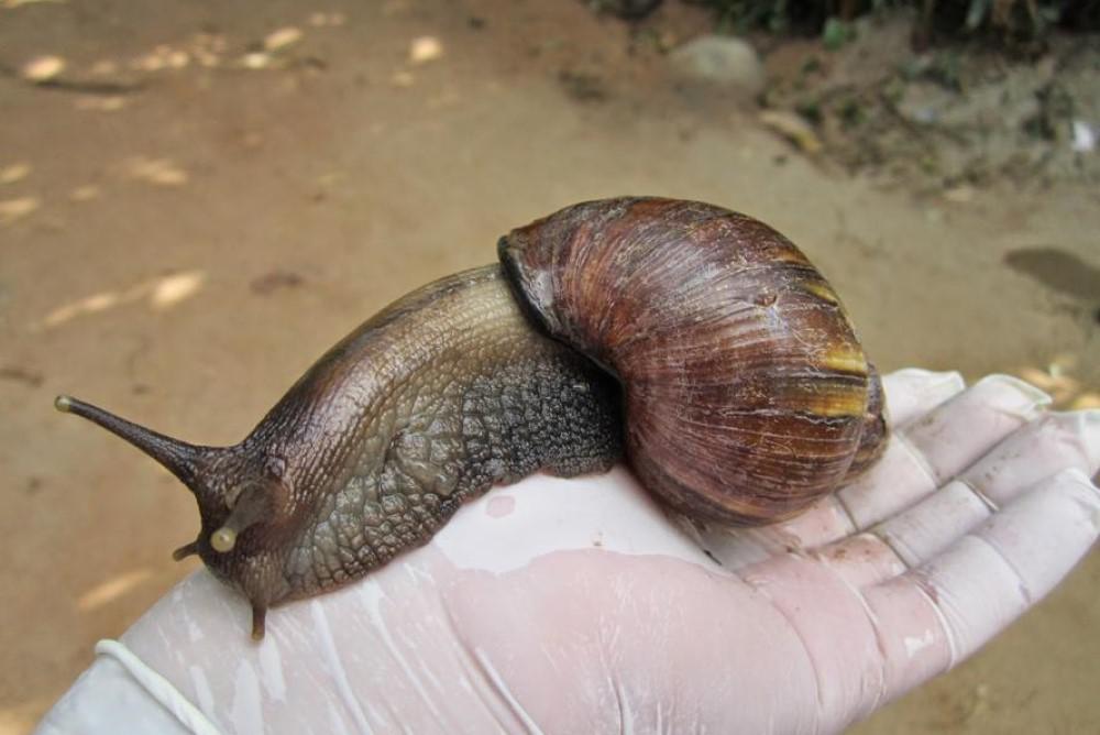 Achatina fulica 3