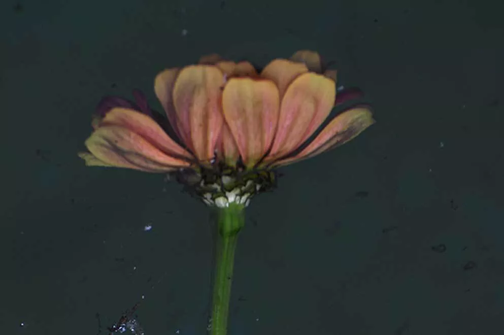 Fotogalería